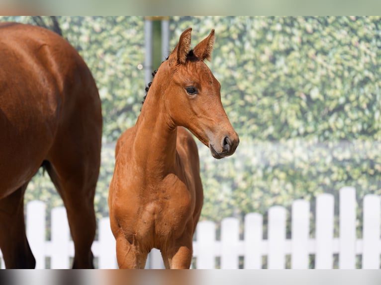 Westphalian Mare Foal (07/2025) 16,1 hh Brown in Brilon