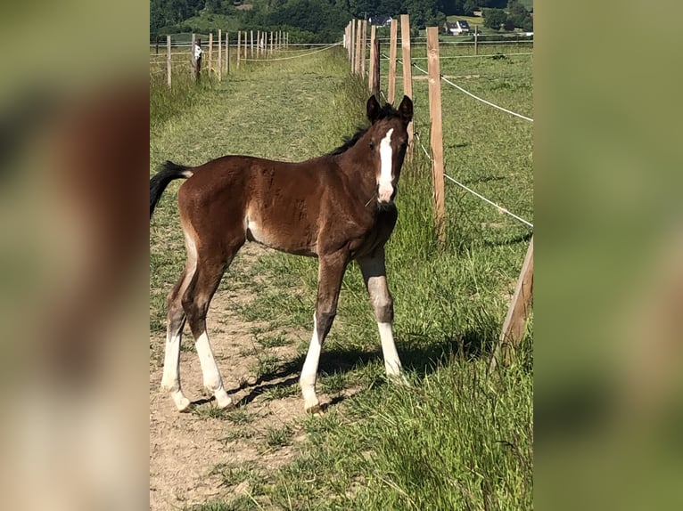Westphalian Mare  16,1 hh Brown in Vlotho