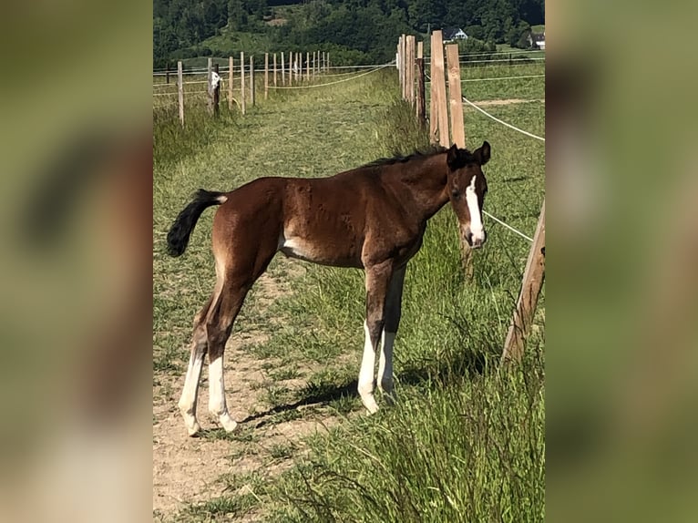 Westphalian Mare  16,1 hh Brown in Vlotho