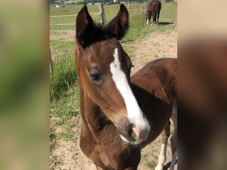 Westphalian Mare  16,1 hh Brown in Vlotho