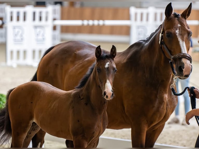 Westphalian Mare  16,1 hh Brown in Ibbenb&#xFC;ren