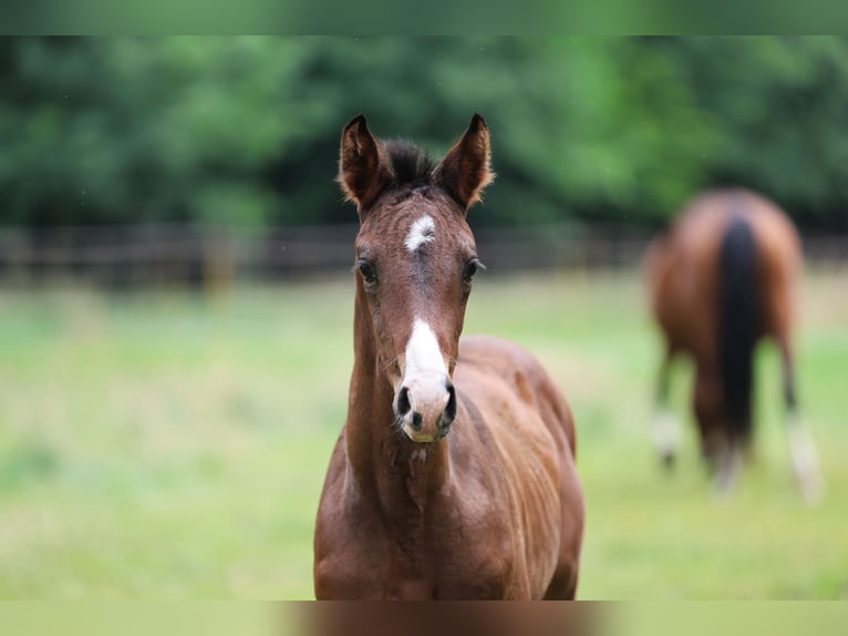Westphalian Mare  16,1 hh Brown in Ibbenb&#xFC;ren
