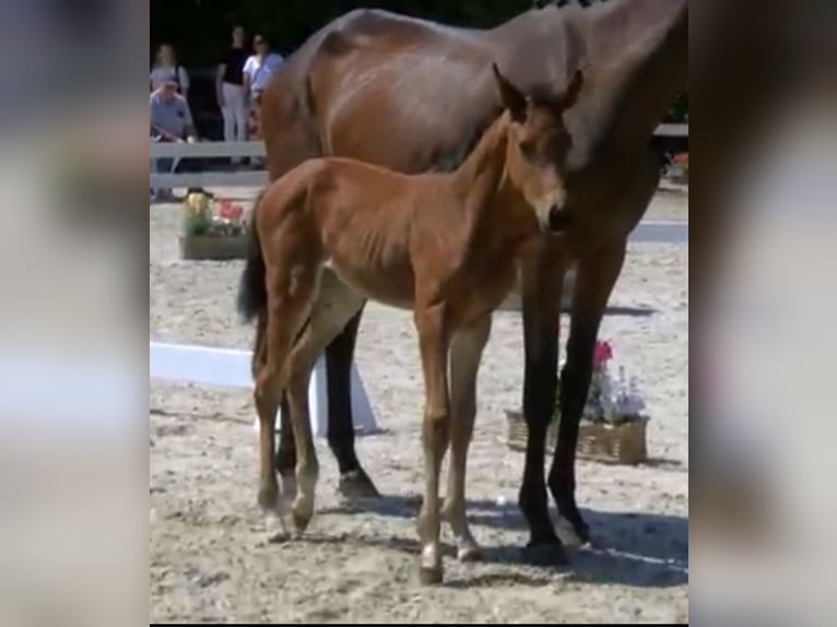 Westphalian Mare Foal (05/2025) 16,1 hh Brown in Osnabr&#xFC;ck