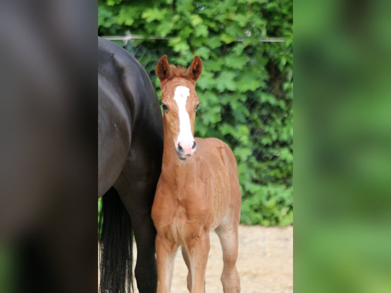 Westphalian Mare  16,1 hh Chestnut-Red in Kutenholz