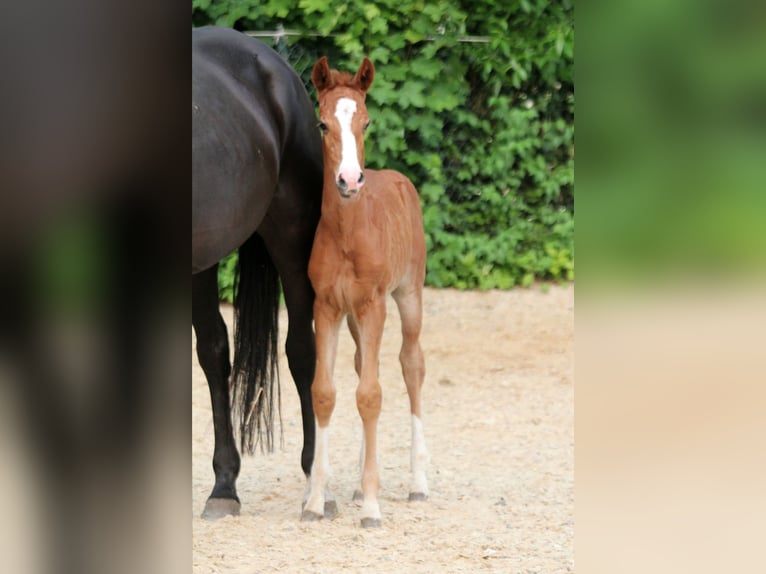 Westphalian Mare  16,1 hh Chestnut-Red in Kutenholz
