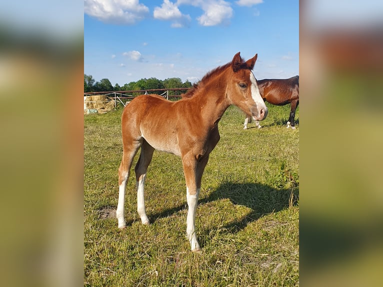 Westphalian Mare  16,1 hh Chestnut-Red in Ibbenb&#xFC;ren