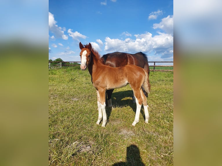 Westphalian Mare  16,1 hh Chestnut-Red in Ibbenb&#xFC;ren