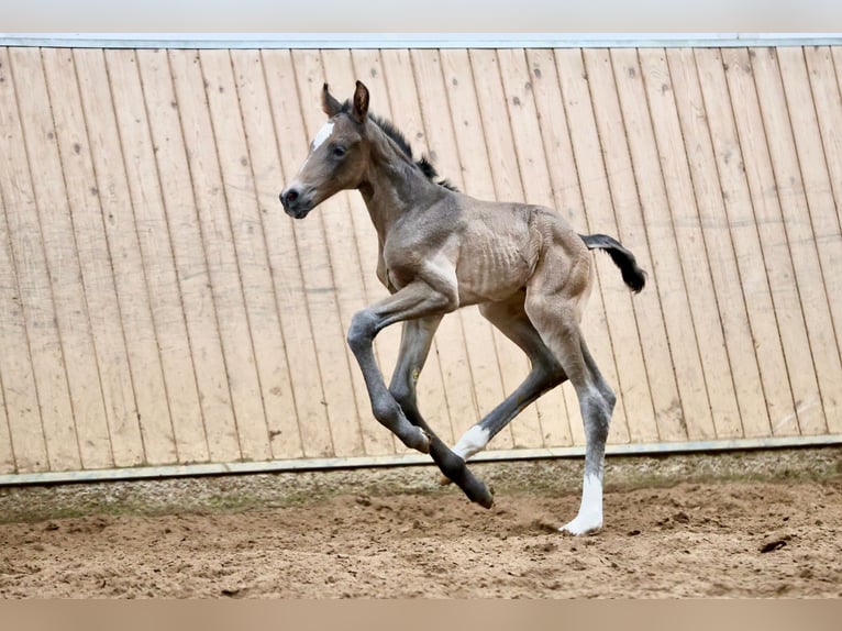 Westphalian Mare  16,1 hh Smoky-Black in Hohenahr