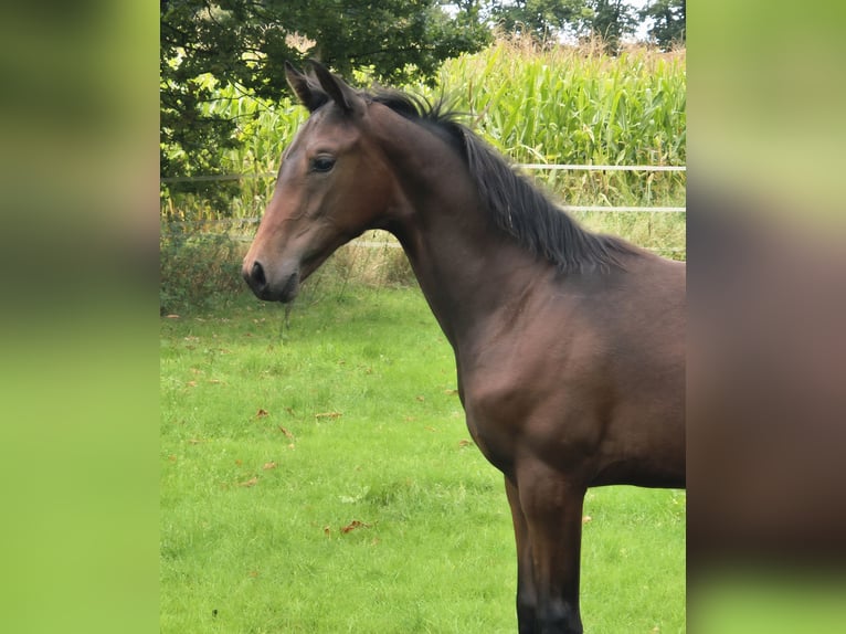 Westphalian Mare Foal (04/2025) 16,2 hh Bay-Dark in G&#xFC;tersloh