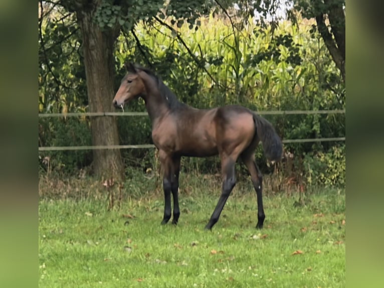 Westphalian Mare Foal (04/2025) 16,2 hh Bay-Dark in G&#xFC;tersloh