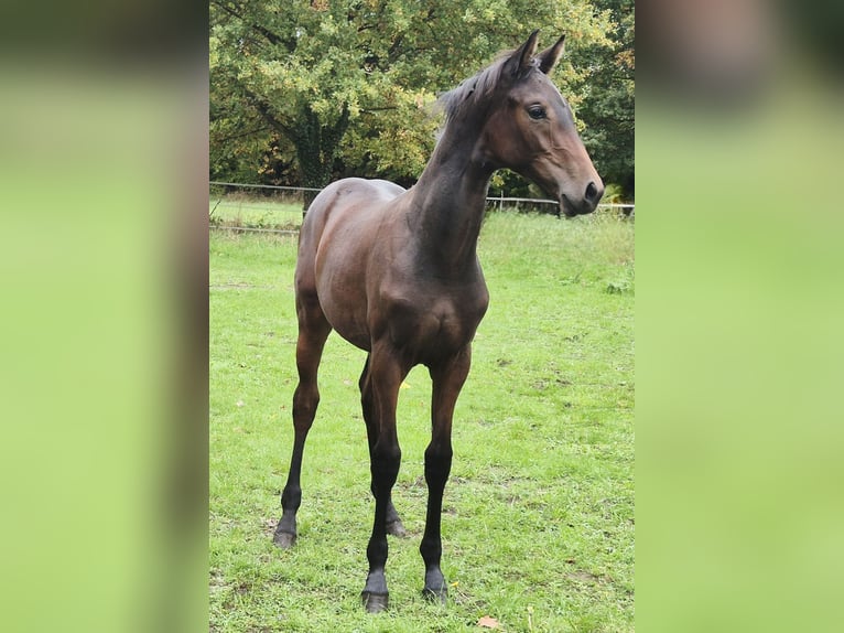 Westphalian Mare Foal (04/2025) 16,2 hh Bay-Dark in G&#xFC;tersloh