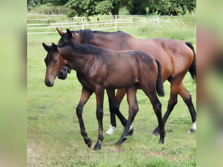Westphalian Mare Foal (04/2025) 16,2 hh Bay-Dark in G&#xFC;tersloh