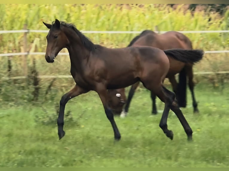 Westphalian Mare Foal (04/2025) 16,2 hh Bay-Dark in G&#xFC;tersloh