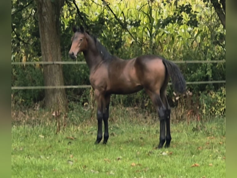 Westphalian Mare Foal (04/2025) 16,2 hh Bay-Dark in G&#xFC;tersloh