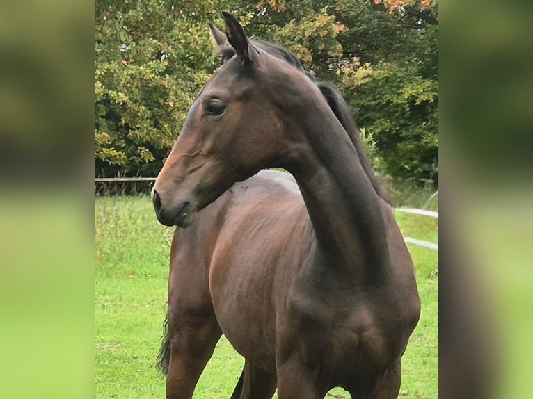 Westphalian Mare Foal (04/2025) 16,2 hh Bay-Dark in G&#xFC;tersloh