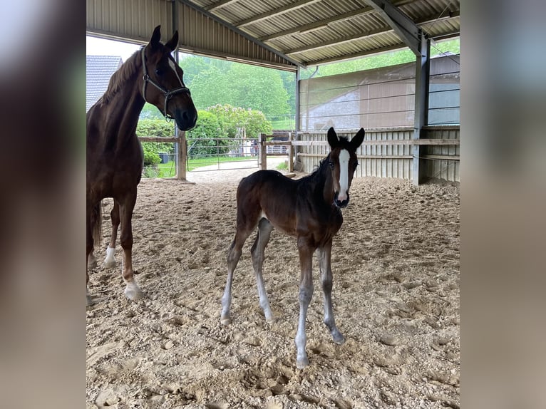 Westphalian Mare  16,2 hh Bay-Dark in Ratingen