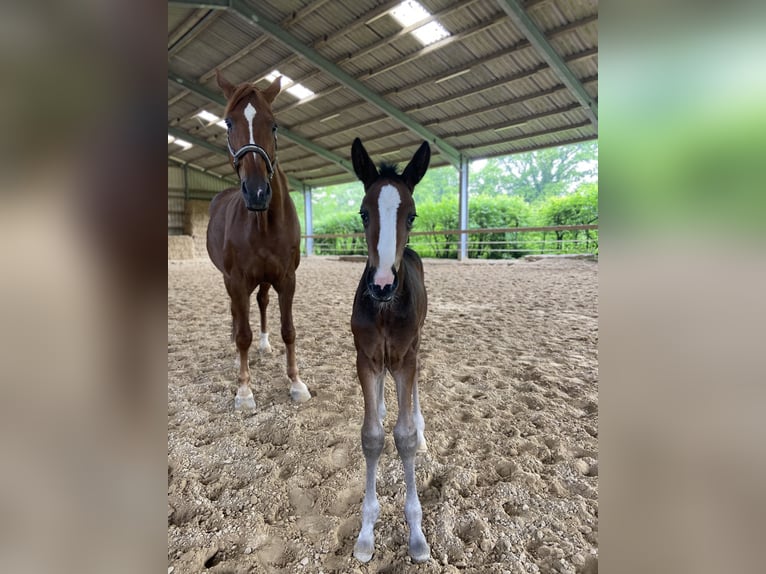 Westphalian Mare  16,2 hh Bay-Dark in Ratingen