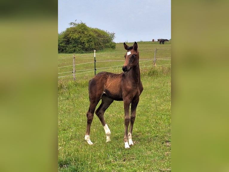 Westphalian Mare  16,2 hh Bay-Dark in Eckenroth