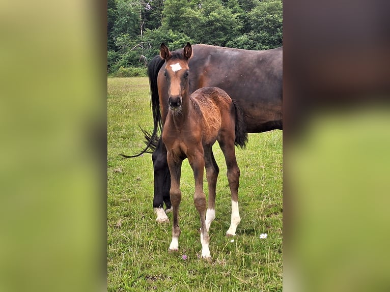 Westphalian Mare  16,2 hh Bay-Dark in Eckenroth