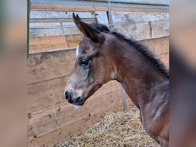 Westphalian Mare  16,2 hh Bay-Dark in Eckenroth