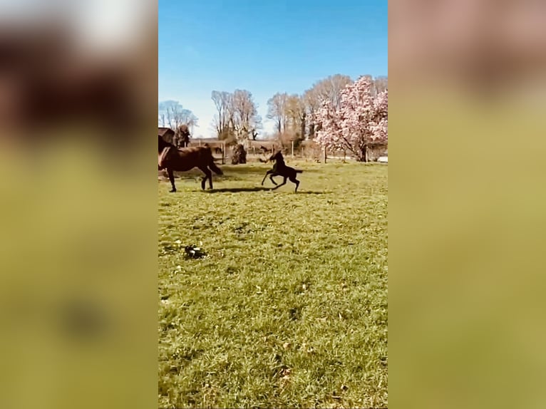 Westphalian Mare Foal (03/2026) 16,2 hh Black in Unna