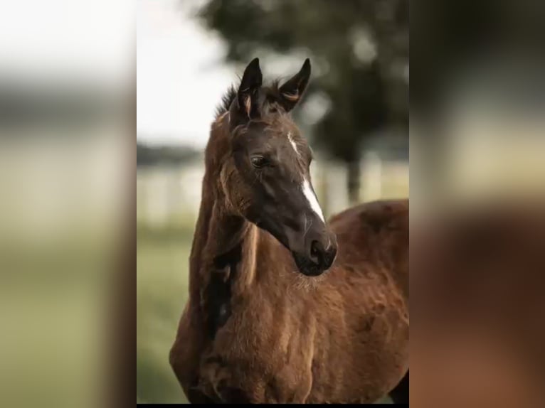Westphalian Mare  16,2 hh Black in Rheine