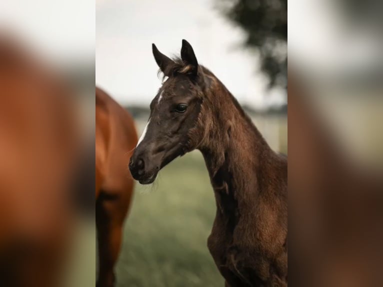 Westphalian Mare  16,2 hh Black in Rheine