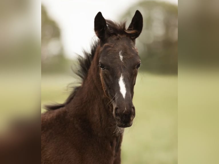 Westphalian Mare  16,2 hh Black in Rheine