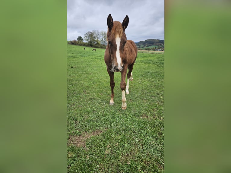 Westphalian Mare Foal (03/2025) 16,2 hh Chestnut in Attendorn