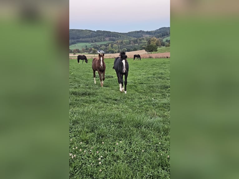 Westphalian Mare Foal (03/2025) 16,2 hh Chestnut in Attendorn