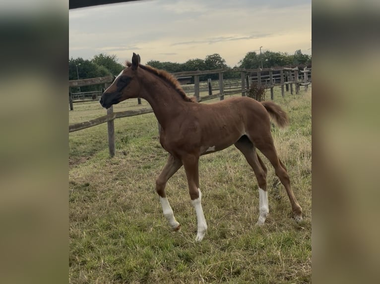 Westphalian Mare 16,2 hh Chestnut in Bonn Westphalian Mare 16,2 hh Chestnut in Bonn