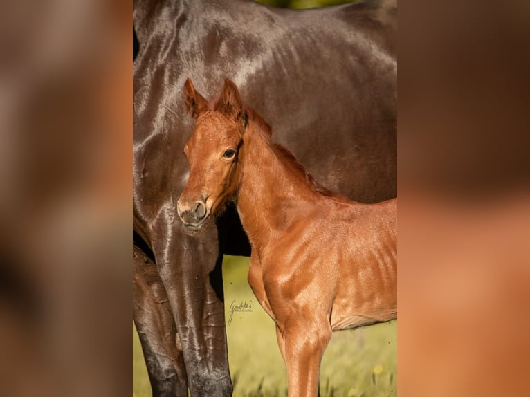 Westphalian Mare Foal (05/2025) 16,2 hh Chestnut in Wesel