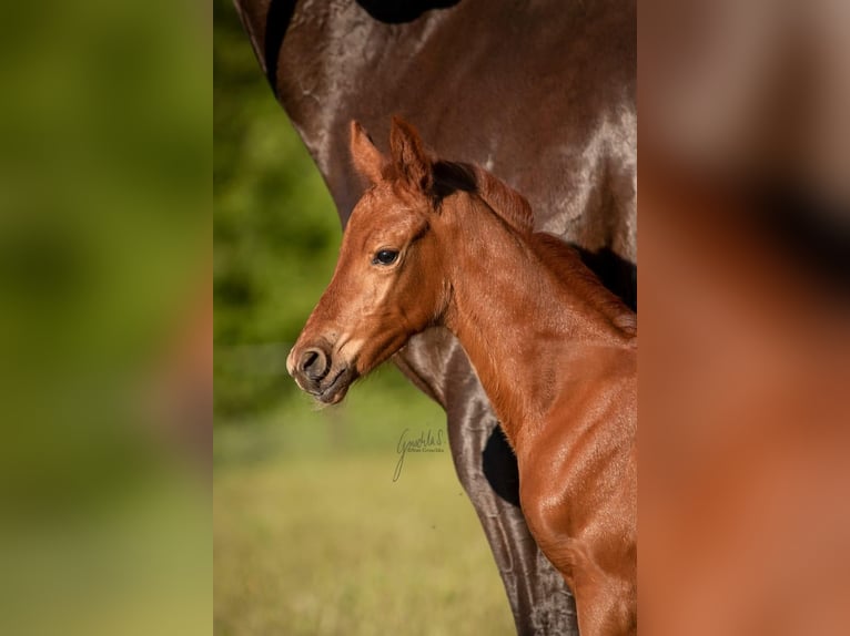Westphalian Mare Foal (05/2025) 16,2 hh Chestnut in Wesel