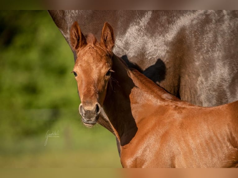 Westphalian Mare Foal (05/2025) 16,2 hh Chestnut in Wesel