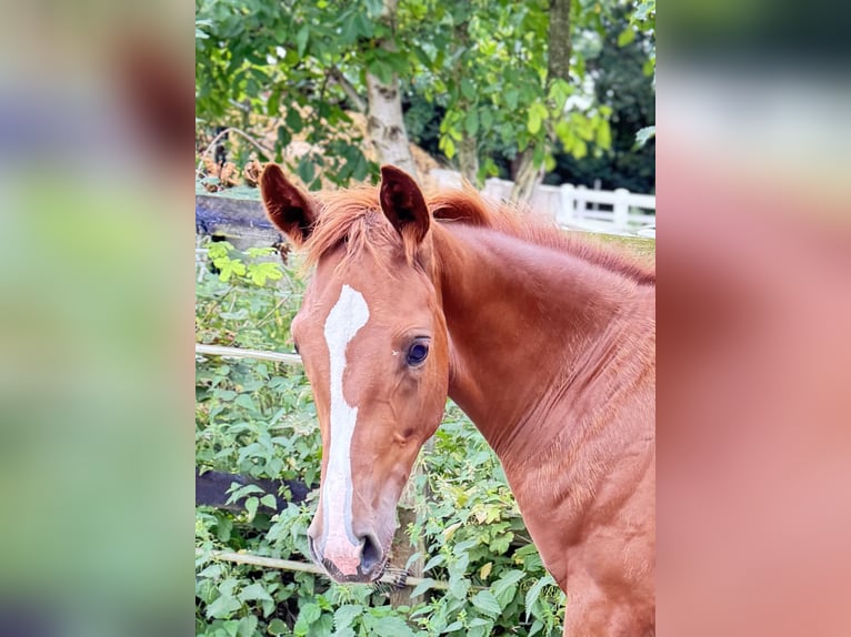 Westphalian Mare Foal (03/2025) 16,2 hh Chestnut in Greven
