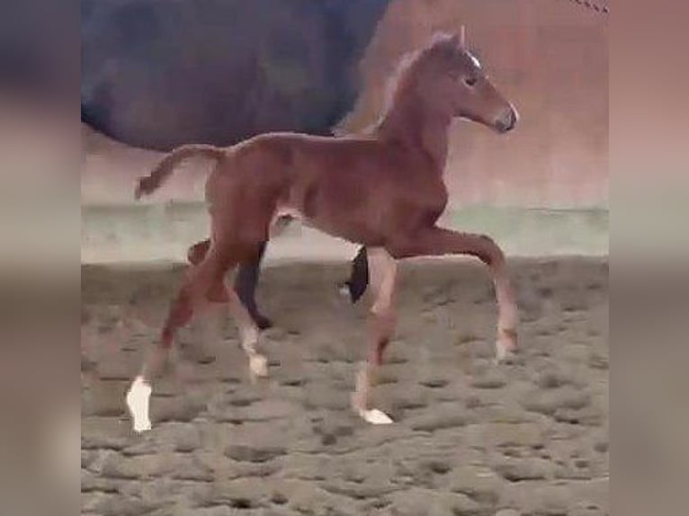 Westphalian Mare  16,2 hh Chestnut in Telgte