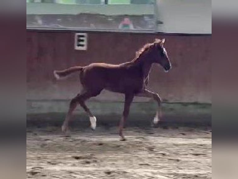 Westphalian Mare  16,2 hh Chestnut in Telgte