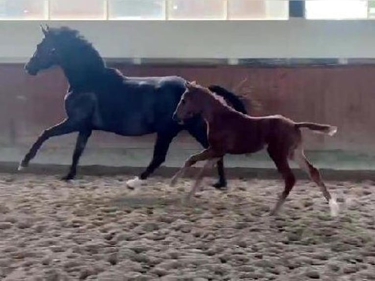 Westphalian Mare  16,2 hh Chestnut in Telgte