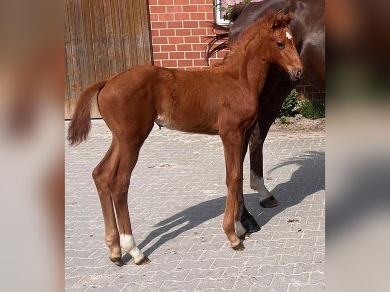 Westphalian Mare  16,2 hh Chestnut in Telgte