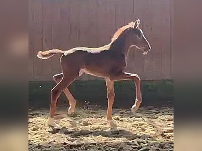 Westphalian Mare  16,2 hh Chestnut in Telgte