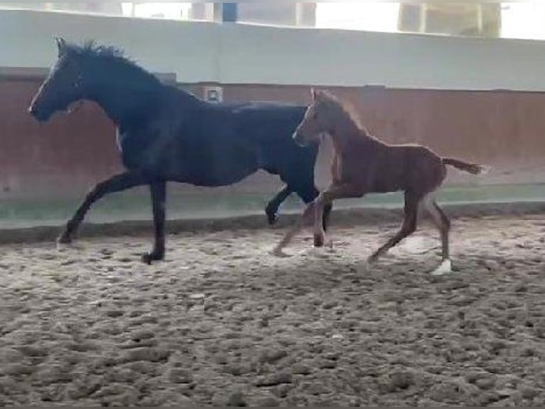 Westphalian Mare  16,2 hh Chestnut in Telgte