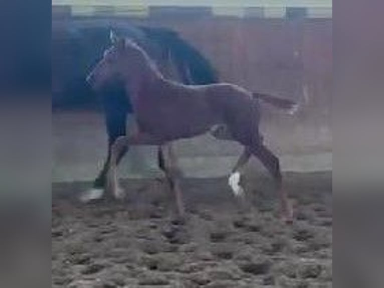 Westphalian Mare  16,2 hh Chestnut in Telgte