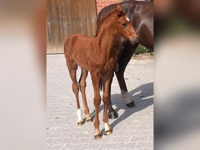 Westphalian Mare  16,2 hh Chestnut in Telgte