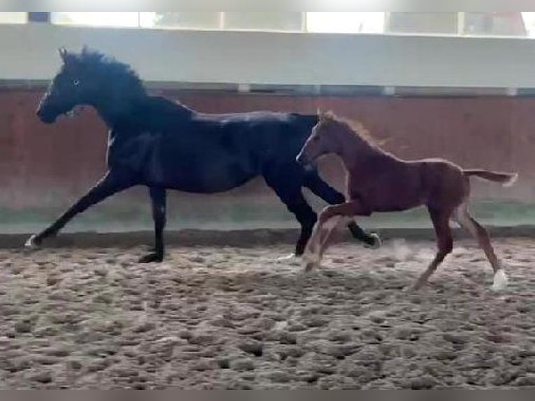 Westphalian Mare  16,2 hh Chestnut in Telgte