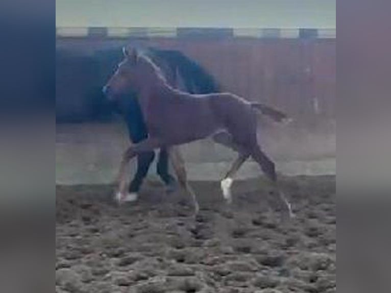 Westphalian Mare  16,2 hh Chestnut in Telgte