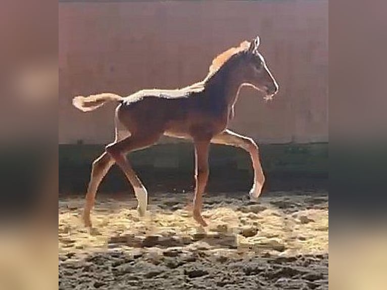 Westphalian Mare  16,2 hh Chestnut in Telgte