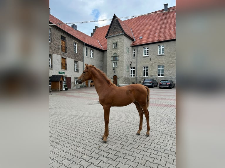 Westphalian Mare Foal (05/2025) 16,2 hh Chestnut-Red in Unna