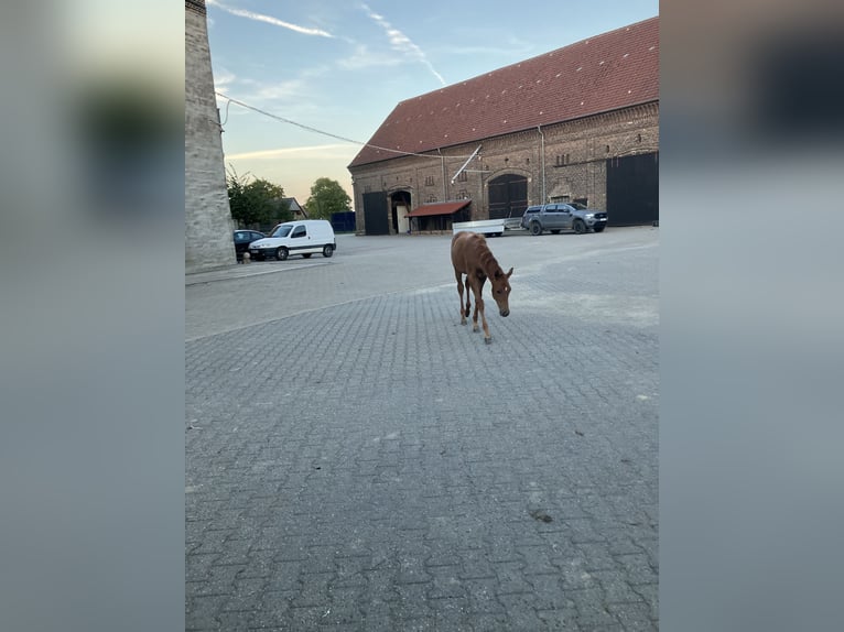 Westphalian Mare Foal (05/2025) 16,2 hh Chestnut-Red in Unna
