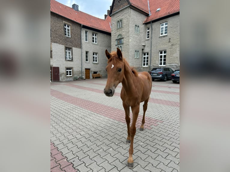 Westphalian Mare Foal (05/2025) 16,2 hh Chestnut-Red in Unna