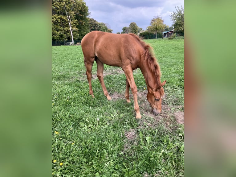 Westphalian Mare Foal (05/2025) 16,2 hh Chestnut-Red in Unna
